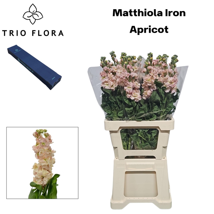 <h4>MATTH IRON APRICOT Small Box 10</h4>