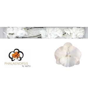 Phal White Serenity