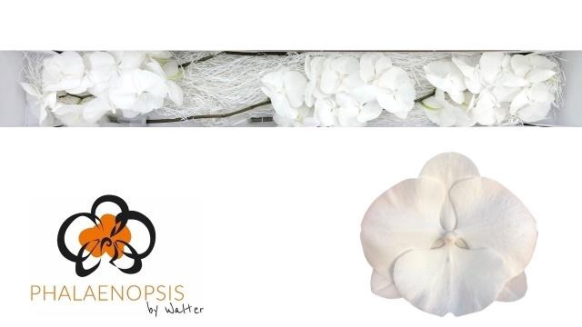<h4>Phal White Serenity</h4>