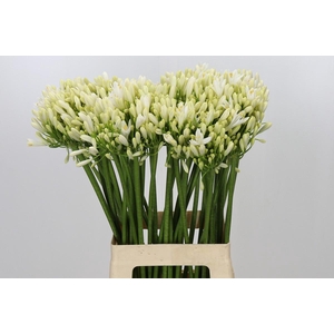 Agapanthus Gletsjer