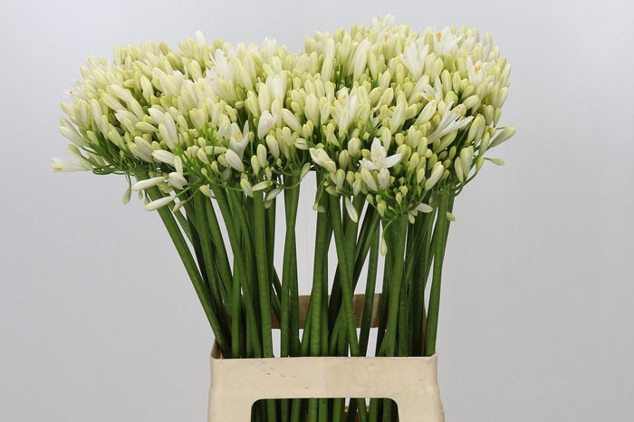 <h4>Agapanthus Gletsjer</h4>