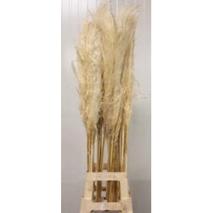 CORTADERIA EVITA EVITA BLEEK X60 P.BL =3=