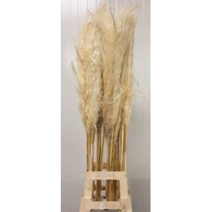 CORTADERIA EVITA EVITA BLEEK =3=