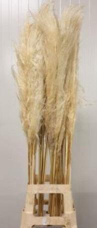 <h4>CORTADERIA EVITA EVITA BLEEK X60 P.BL =3=</h4>