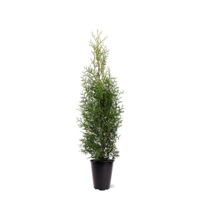 <h4>Thuja occidentalis 'King of Brabant' (pbr) (zonder etiket)</h4>