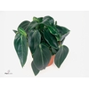 Peperomia 'Smaragd