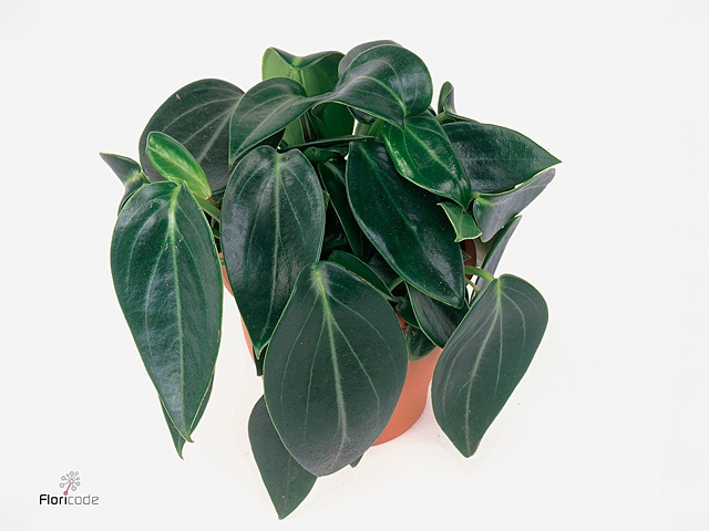 Peperomia 'Smaragd
