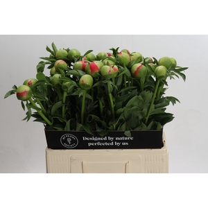 Paeonia Coral Sunset