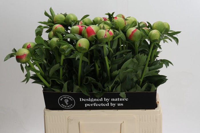 <h4>Paeonia Coral Sunset</h4>