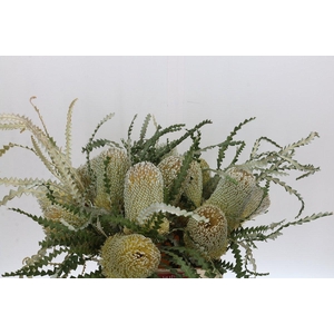 Banksia Speciosa