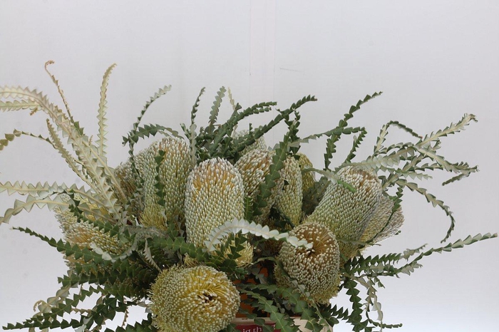 Banksia Speciosa