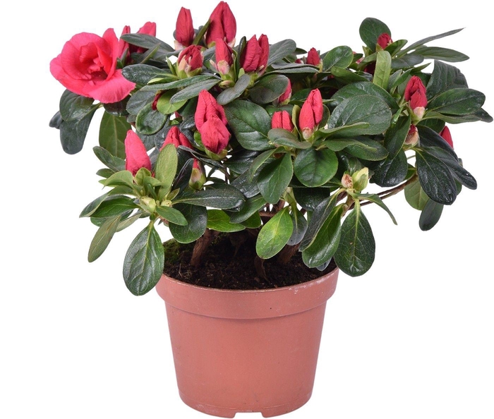 <h4>Azalea Tigra rood pot 13</h4>