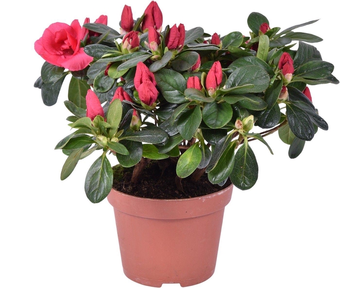 <h4>Azalea Tigra rood pot 13</h4>