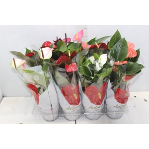 ANTHURIUM VARIADO P15