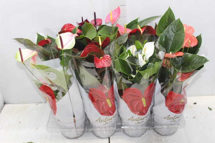 <h4>ANTHURIUM VARIADO P15</h4>