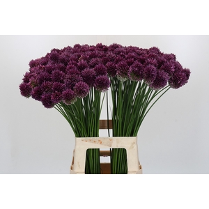 Allium Sphaerocephalon