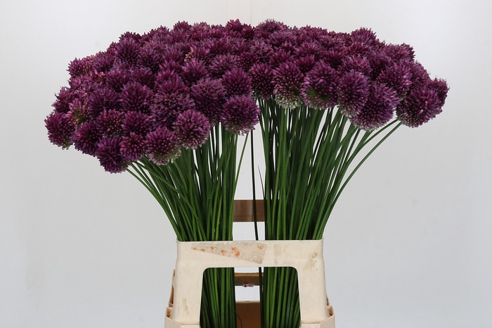 <h4>Allium Sphaerocephalon</h4>