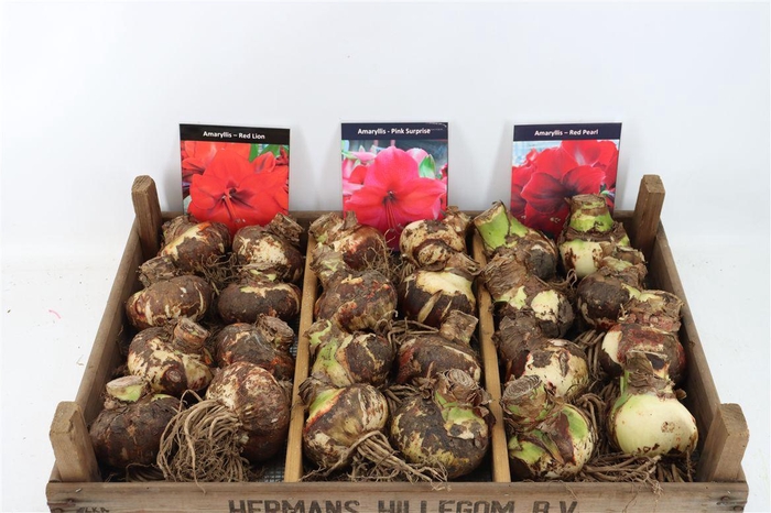 <h4>Bloembol Hipp Mix 4</h4>