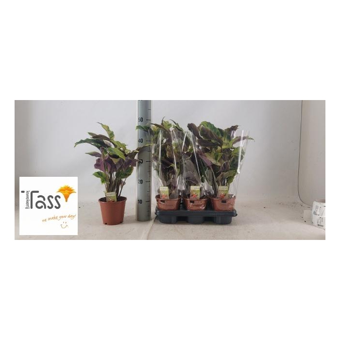 <h4>CALAT FUSION YELLOW</h4>