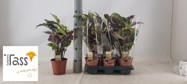 <h4>CALAT FUSION YELLOW</h4>