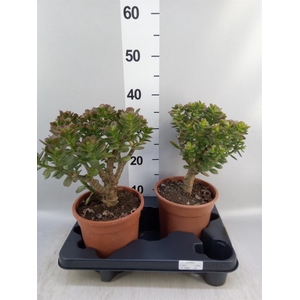 Crassula ovata 'Minor'