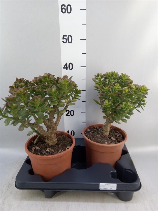 <h4>Crassula ovata 'Minor'</h4>