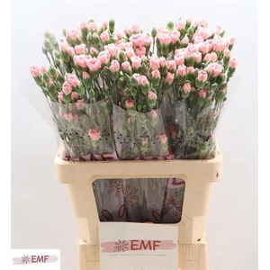 DI TR RASCAL PINK