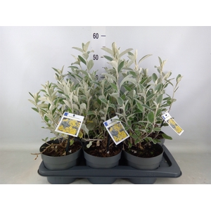 Brachyglottis  'Sunshine'