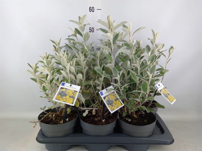 <h4>Brachyglottis  'Sunshine'</h4>
