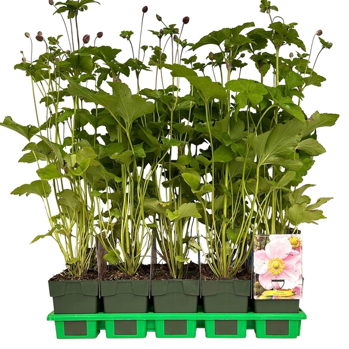 <h4>Anemone x hybrida</h4>
