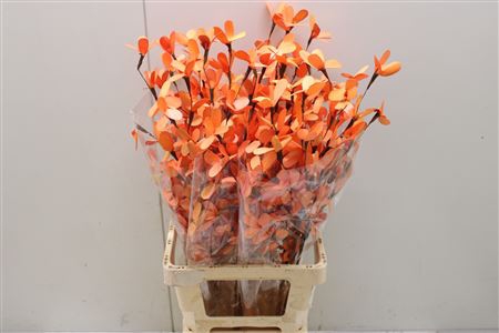 <h4>Butterfly Flower Orange</h4>