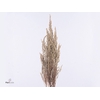 Stoebe Plumosa