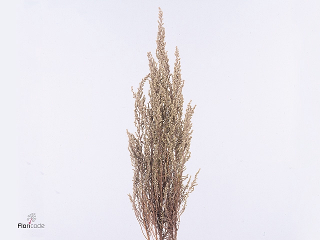 Stoebe Plumosa