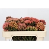 Kaaps Groen Red Brunia XL