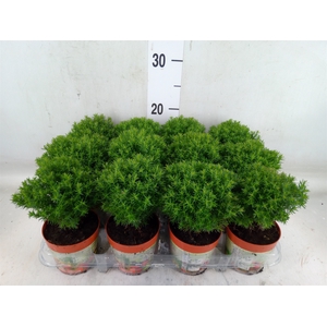 Thuja occid. 'Teddy'