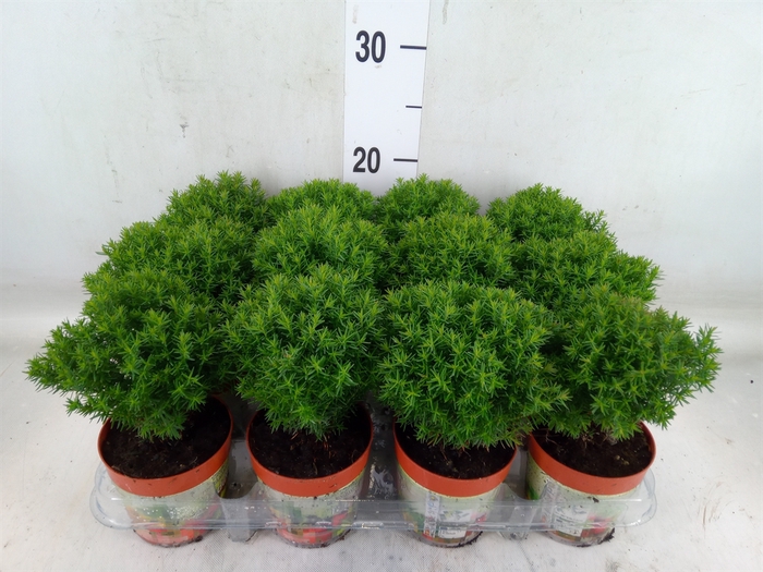 <h4>Thuja occid. 'Teddy'</h4>