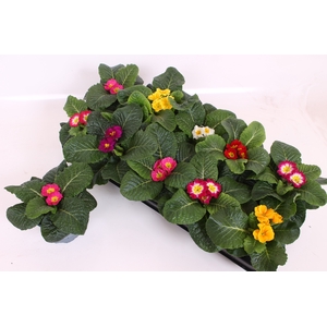 PRIM ACAULIS GEM