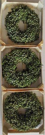 <h4>Wr Sierfruit Juniperus 30cm ( Melli)</h4>
