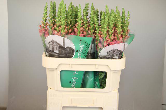 <h4>ANTIR POTO CHER ROSE</h4>