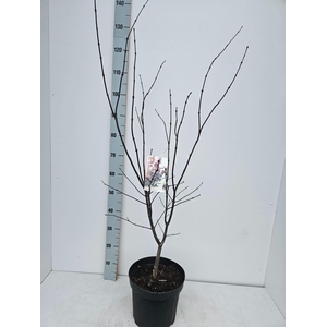 Acer palmatum Red Emperor