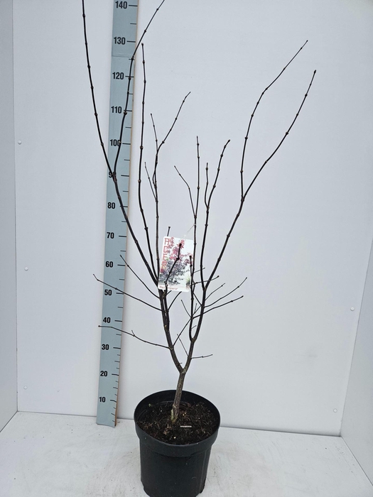 <h4>Acer palmatum Red Emperor</h4>
