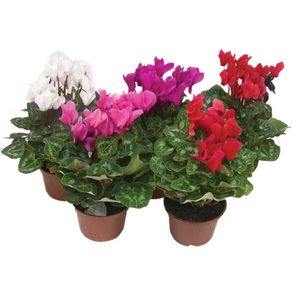 CYCLAMEN MINI P11