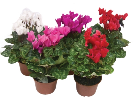CYCLAMEN MINI P11