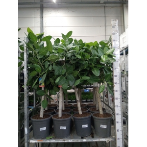 Ficus benghalensis