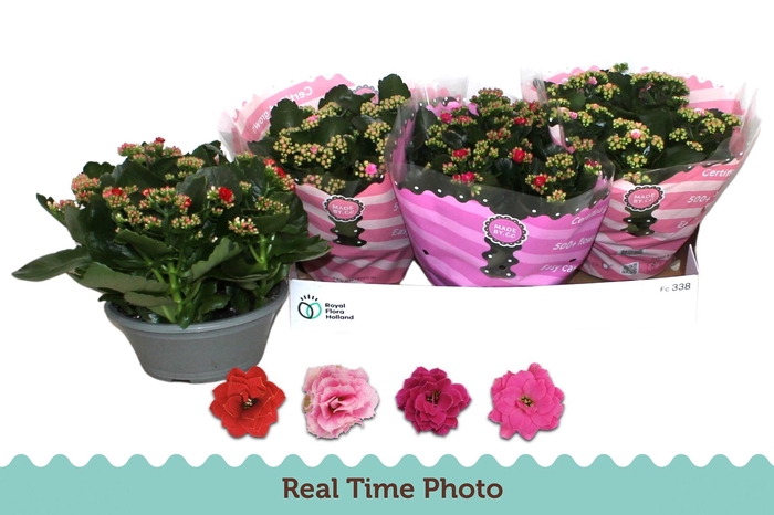 <h4>KAL GE GEM 4 KL</h4>