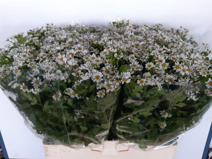 <h4>TANA PA CAMERON</h4>