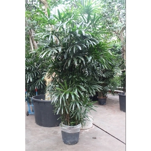 Rhapis excelsa