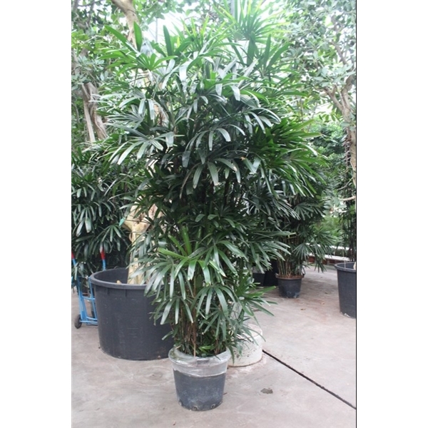 <h4>Rhapis excelsa</h4>