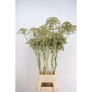 FOENICULUM SEEDS WHITE 150CM SPRAY