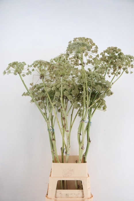 <h4>FOENICULUM SEEDS WHITE 150CM SPRAY</h4>